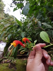 Centropogon granulosus