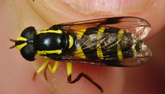 Xanthogramma pedissequum