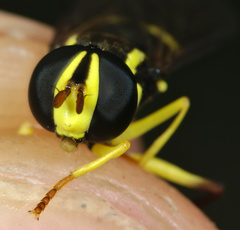 Xanthogramma pedissequum