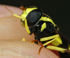 Xanthogramma pedissequum