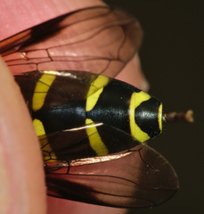 Xanthogramma pedissequum