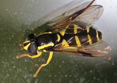 Xanthogramma pedissequum