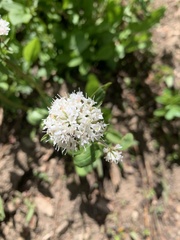 Valeriana californica