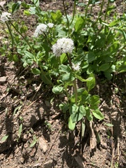 Valeriana californica