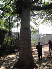 Ceiba pentandra