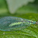 Pearly Green Lacewing - Photo (c) Gilles San Martin, some rights reserved (CC BY-SA), uploaded by Gilles San Martin