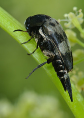 Variimorda villosa