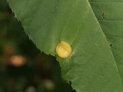Phylloxera conica