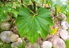 Sicana odorifera