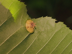 Phylloxera conica