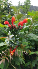 Centropogon granulosus