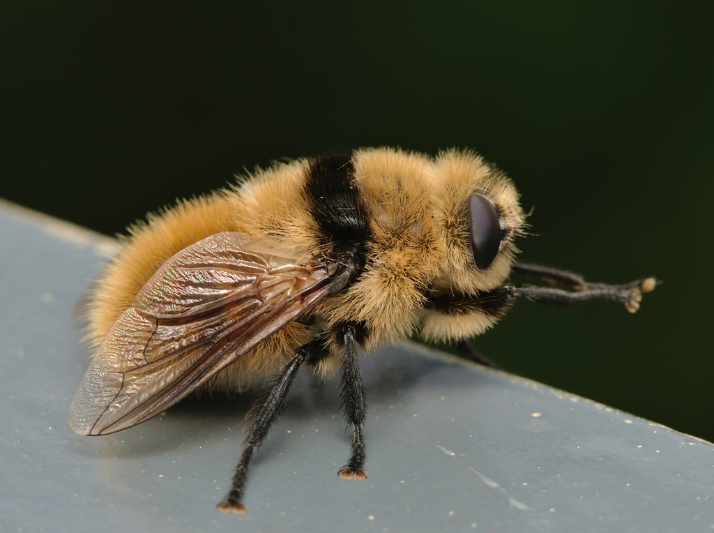 Cephenemyia stimulator