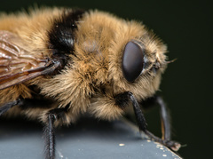 Cephenemyia stimulator