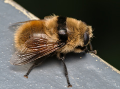 Cephenemyia stimulator