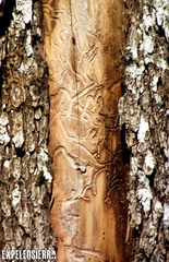 Dendroctonus