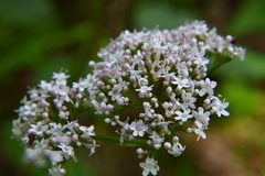 Valeriana officinalis