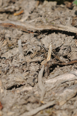Crambus lathoniellus