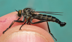 Neoitamus socius