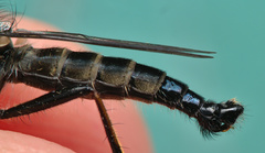 Neoitamus socius