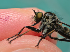 Neoitamus socius