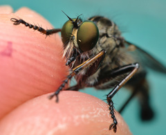 Neoitamus socius