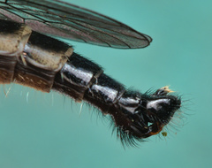Neoitamus socius