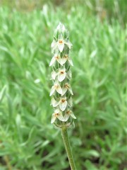 Plantago wrightiana