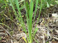 Plantago wrightiana