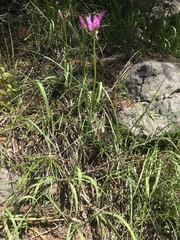 Allium brevistylum