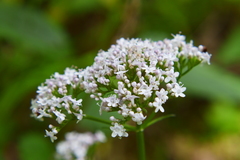 Valeriana officinalis