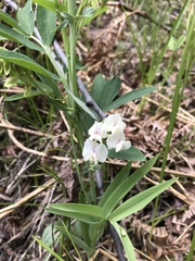 Lathyrus lanszwertii