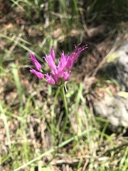 Allium brevistylum