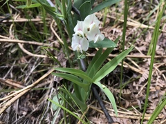 Lathyrus lanszwertii