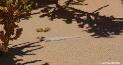 Acanthodactylus aureus