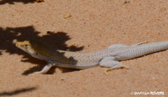 Acanthodactylus aureus