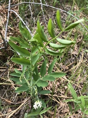 Lathyrus lanszwertii