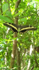 Heraclides andraemon