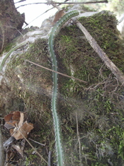 Selenicereus spinulosus