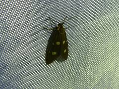 Dysauxes famula