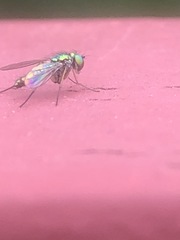 Condylostylus flavipes