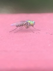 Condylostylus flavipes