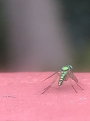 Condylostylus flavipes