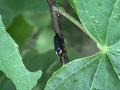 Lucidota atra