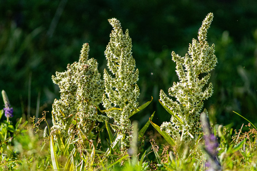 Veratrum californicum var. californicum