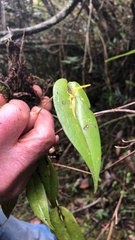 Pleurothallis microcardia