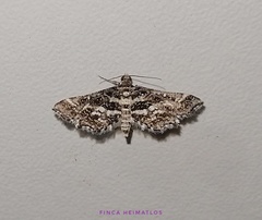 Diasemiopsis leodocusalis