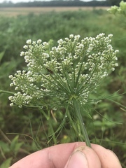 Ptilimnium nuttallii
