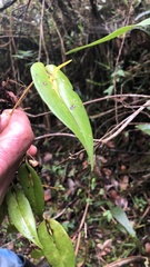 Pleurothallis microcardia