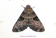 Coenipeta bibitrix