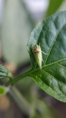 Xerophloea viridis